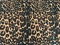Бифлекс леопардовый, матовый, ширина 150 см - фото 5433